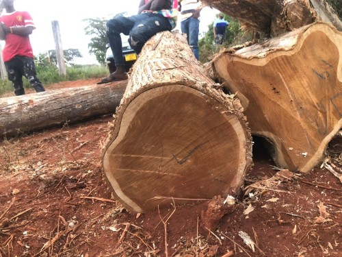 Teak